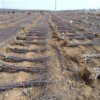 红色之恋苹果苗报价、红色之恋苹果苗价格及报价