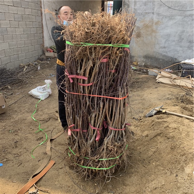 短枝苹果苗、短枝苹果苗出售基地