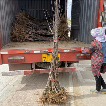 山东红心苹果树苗、山东红心苹果树苗基地