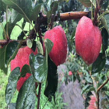 山東維納斯黃金蘋果樹苗