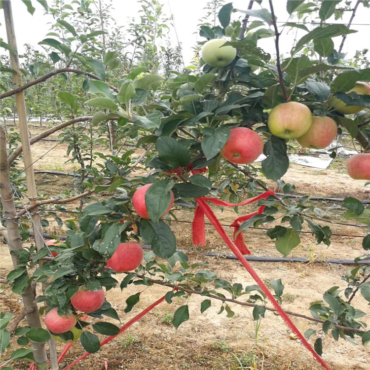 响富苹果苗、响富苹果苗批发基地