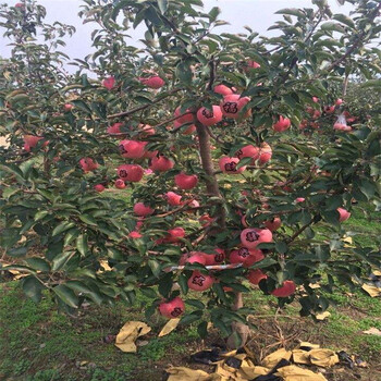 山東5公分蘋(píng)果苗、山東5公分蘋(píng)果苗價(jià)格
