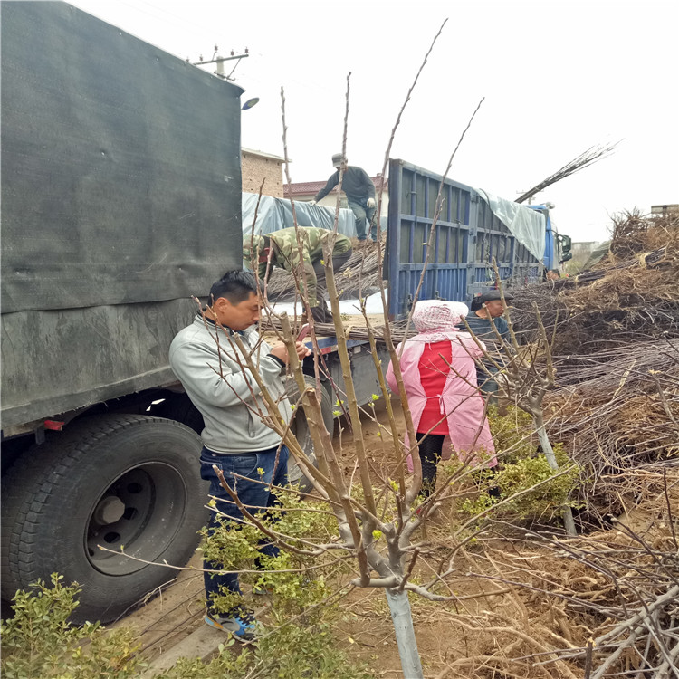 山东长枝红富士苹果树苗