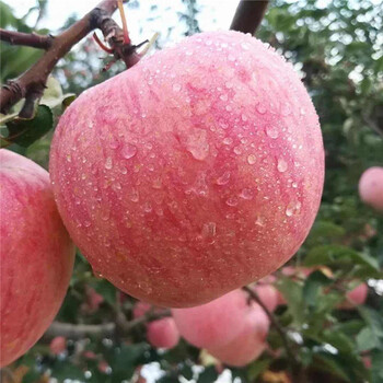 秦冠苹果苗、秦冠苹果苗批发