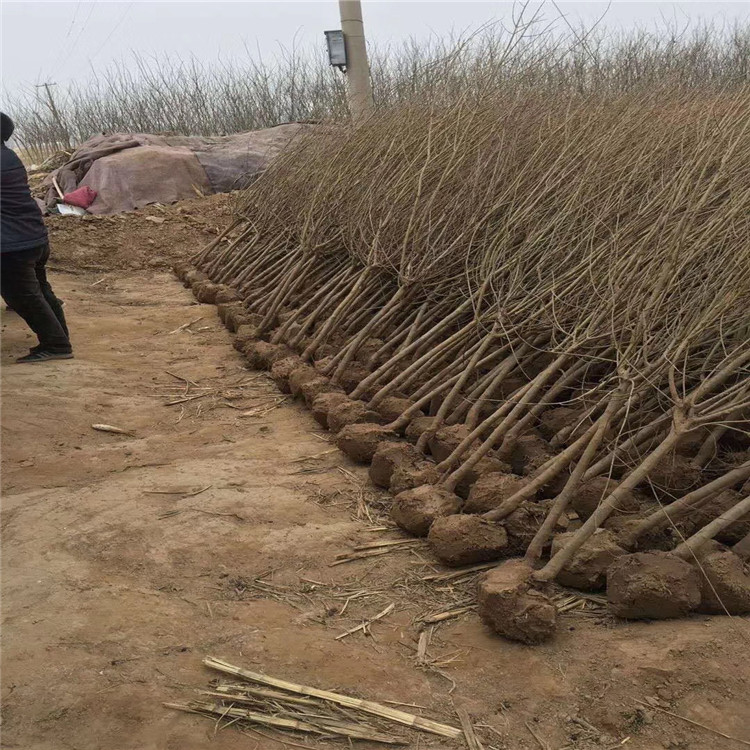 出售出售石榴苗、出售出售石榴苗基地