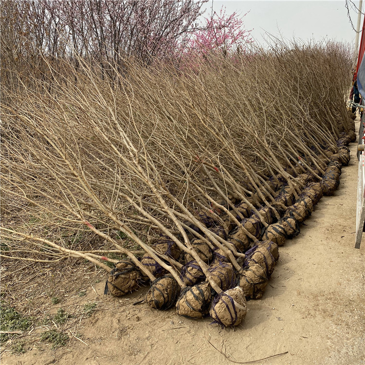 山东无籽石榴树苗价格、山东无籽石榴树苗基地