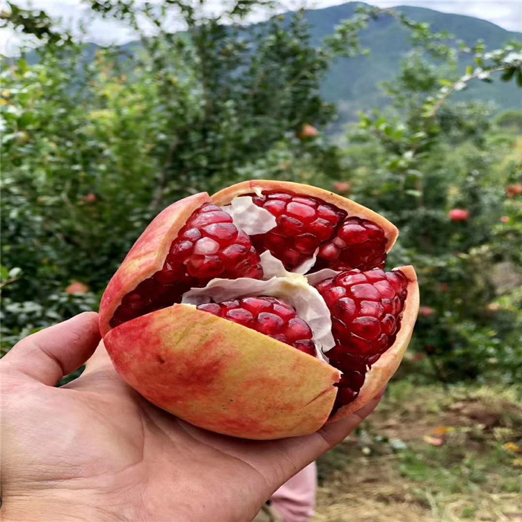 批发红巨蜜石榴苗、红巨蜜石榴苗基地