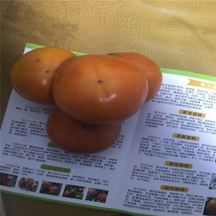 日本甜柿苗报价、2020年日本甜柿苗价格
