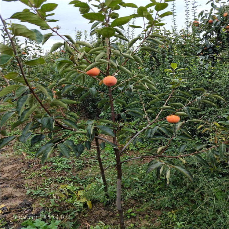 甜脆柿子树苗价格、甜脆柿子树苗基地