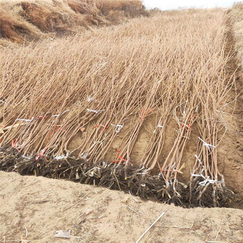 批發(fā)黑柿樹苗、黑柿樹苗基地