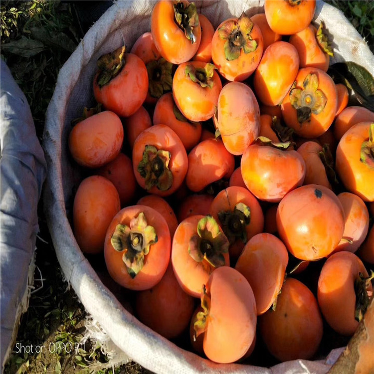 日本甜柿树苗批发基地、日本甜柿树苗价格及报价