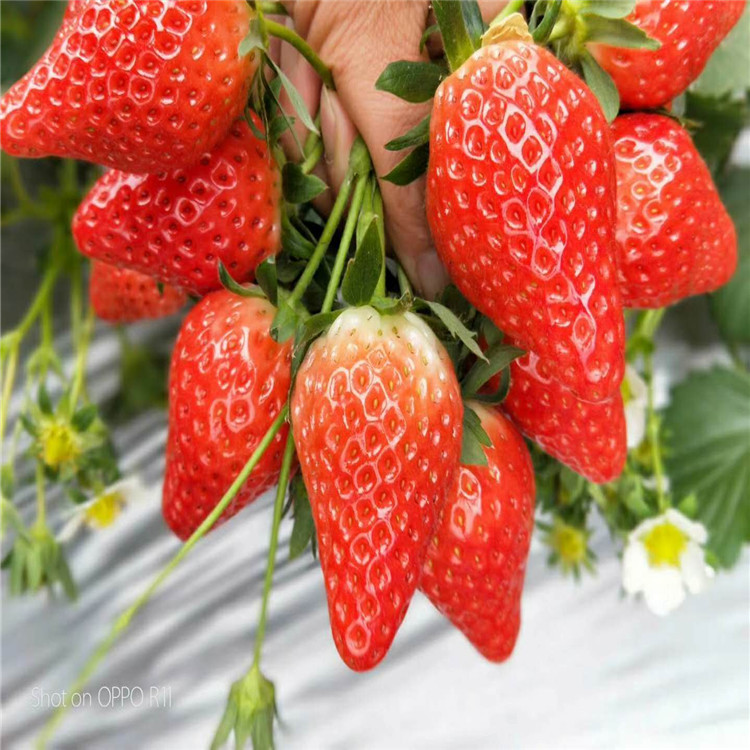 批发贵美人草莓苗、批发贵美人草莓苗价格