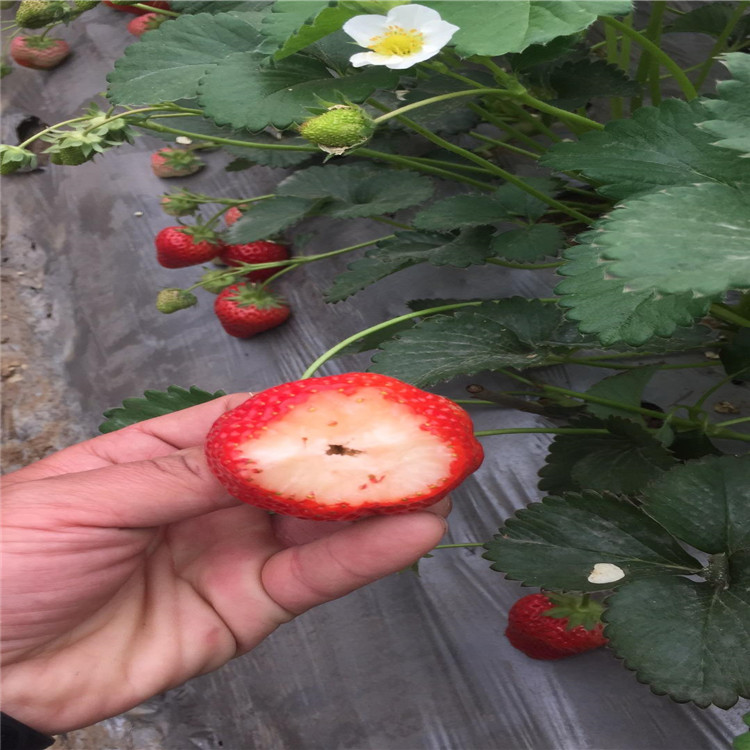 明日香珍珠草莓苗出售、明日香珍珠草莓苗价格