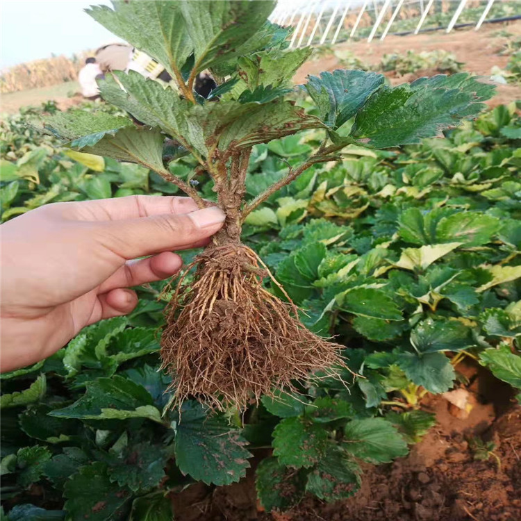 牛奶草莓苗出售、牛奶草莓苗价格及基地