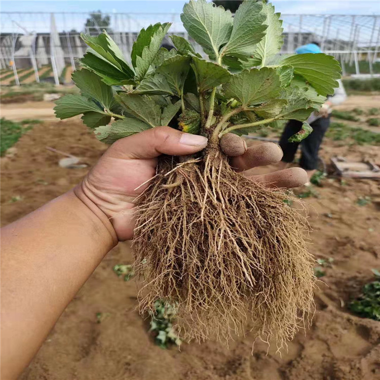 王子草莓苗、王子草莓苗出售基地