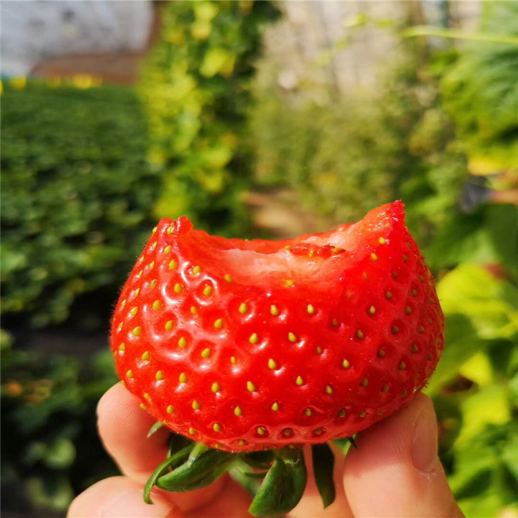 菠萝莓草莓苗报价、菠萝莓草莓苗价格及报价