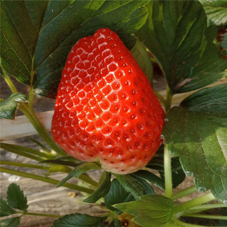 出售极晚熟草莓苗、极晚熟草莓苗价格及基地