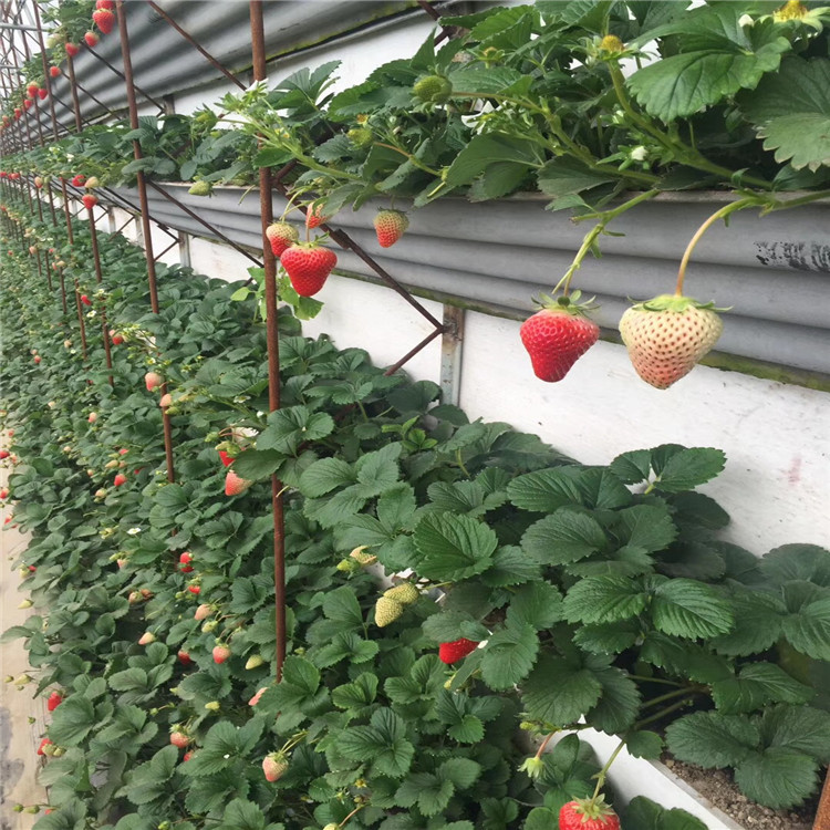 批发红夏草莓苗、红夏草莓苗价格及基地
