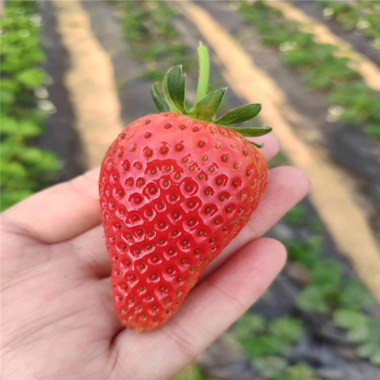 牛奶草莓苗出售、牛奶草莓苗价格及基地