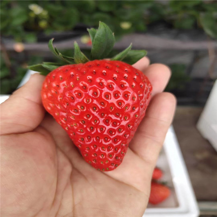 出售极晚熟草莓苗、极晚熟草莓苗价格及基地