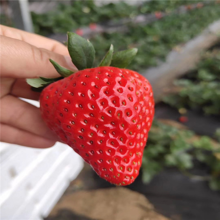 莓宝草莓苗、莓宝草莓苗批发基地