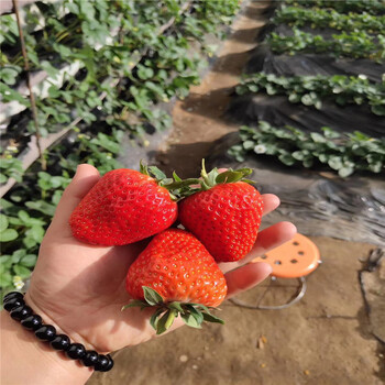 麦特莱草莓苗品种介绍、2020年麦特莱草莓苗价格