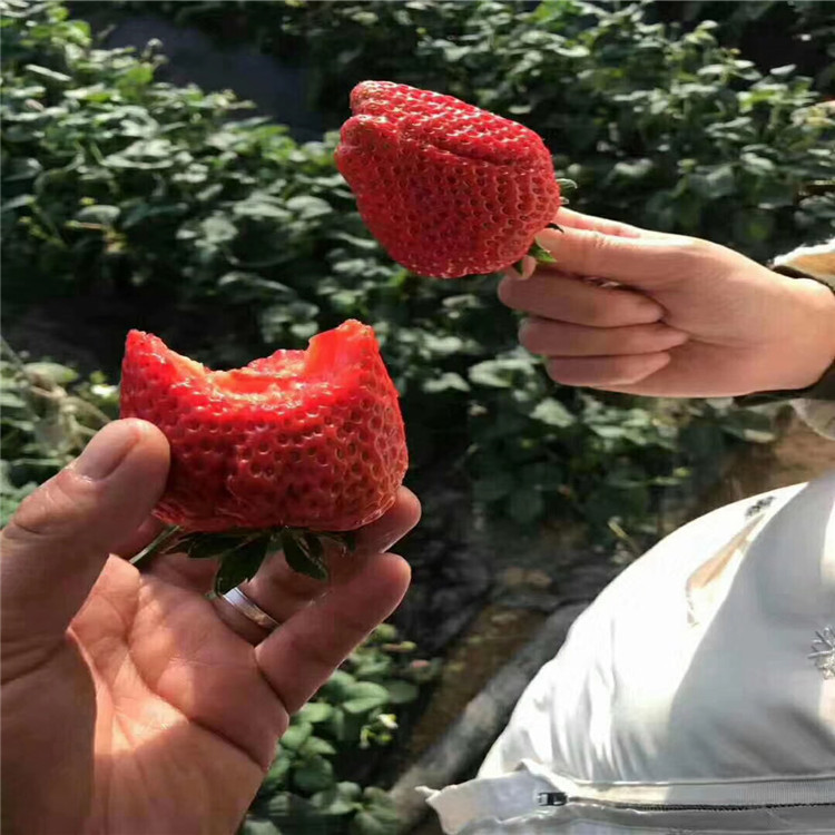 批发四季草莓草莓苗、四季草莓草莓苗价格及基地