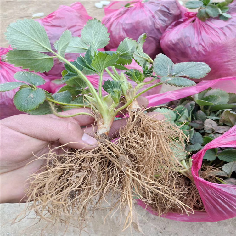 牛奶草莓苗出售、牛奶草莓苗基地