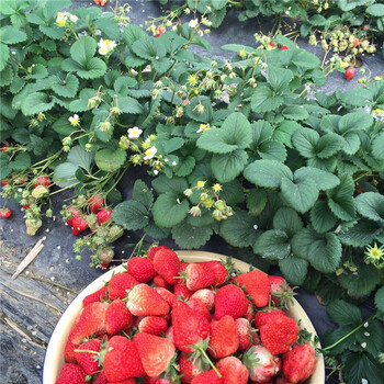 红夏草莓苗、红夏草莓苗价格