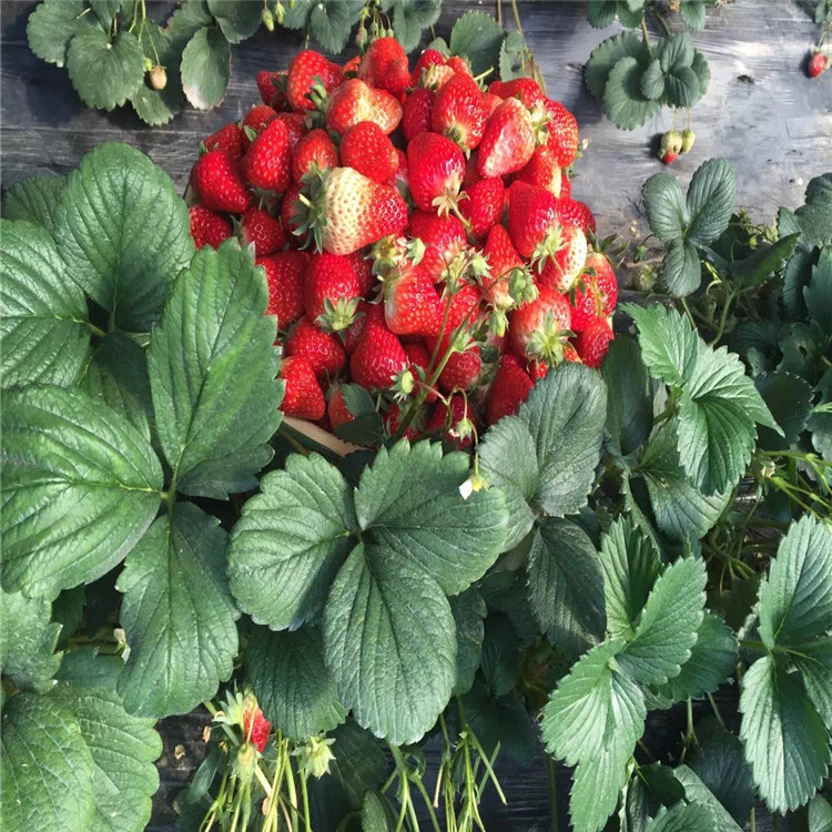 出售盆栽草莓苗、出售盆栽草莓苗基地