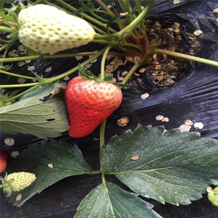 批发红夏草莓苗、红夏草莓苗价格及基地