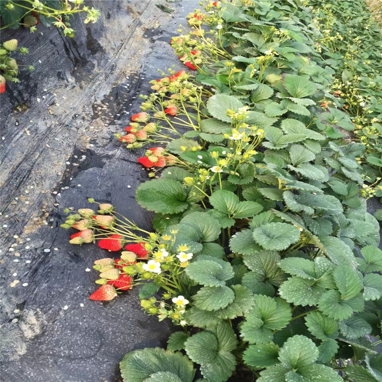 土特拉草莓苗、土特拉草莓苗批发