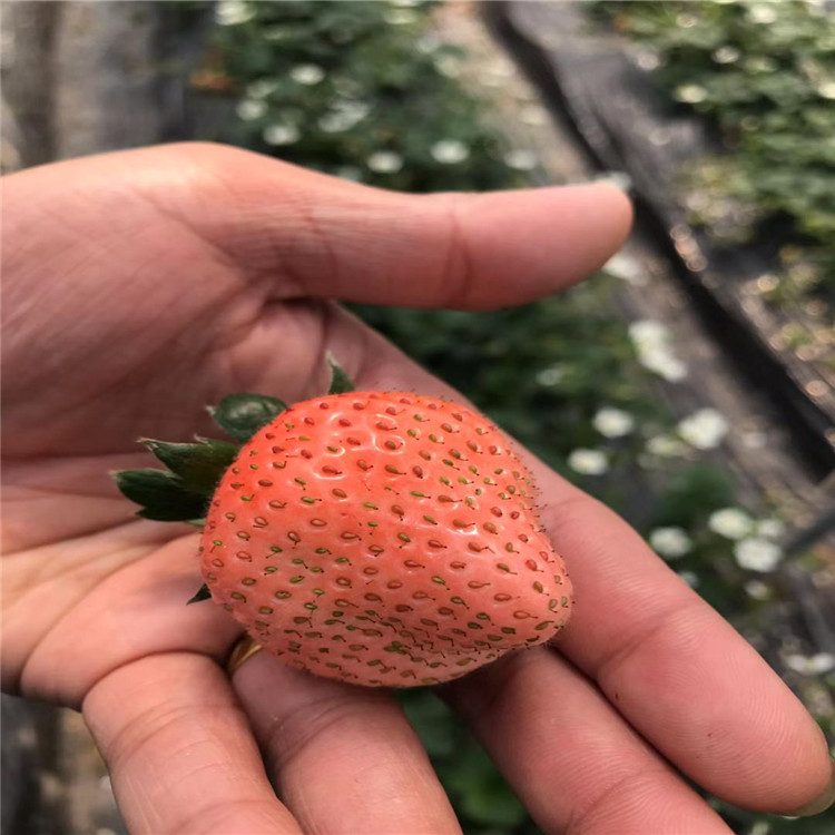 新世纪一号草莓苗批发、新世纪一号草莓苗基地