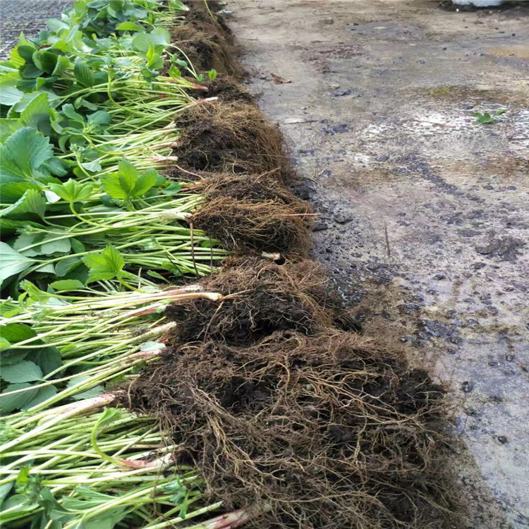 蜀香草莓苗批发、蜀香草莓苗基地