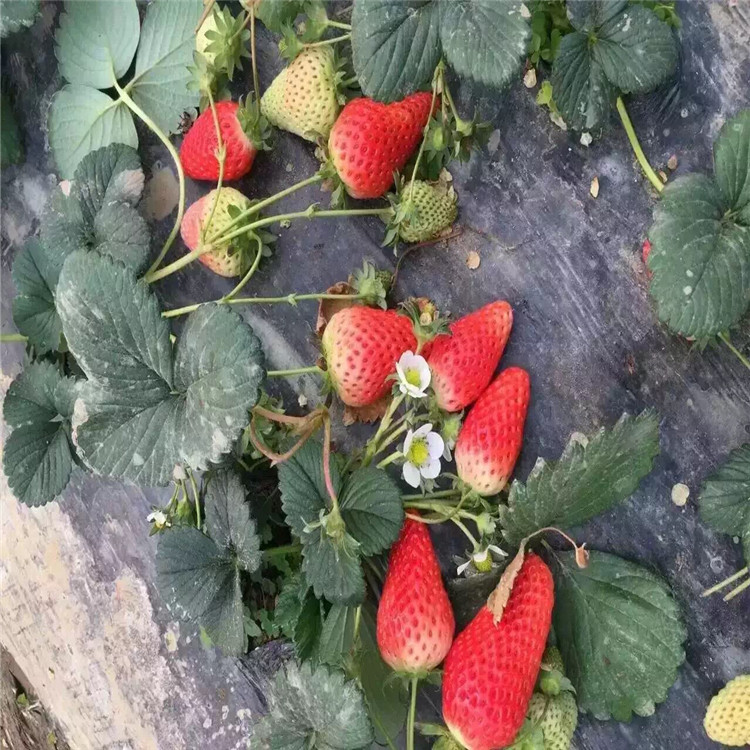 牛奶草莓苗出售、牛奶草莓苗基地