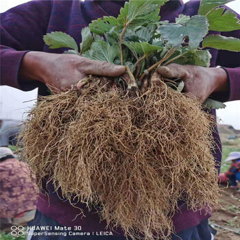 佐贺清香草莓苗出售、佐贺清香草莓苗基地及报价