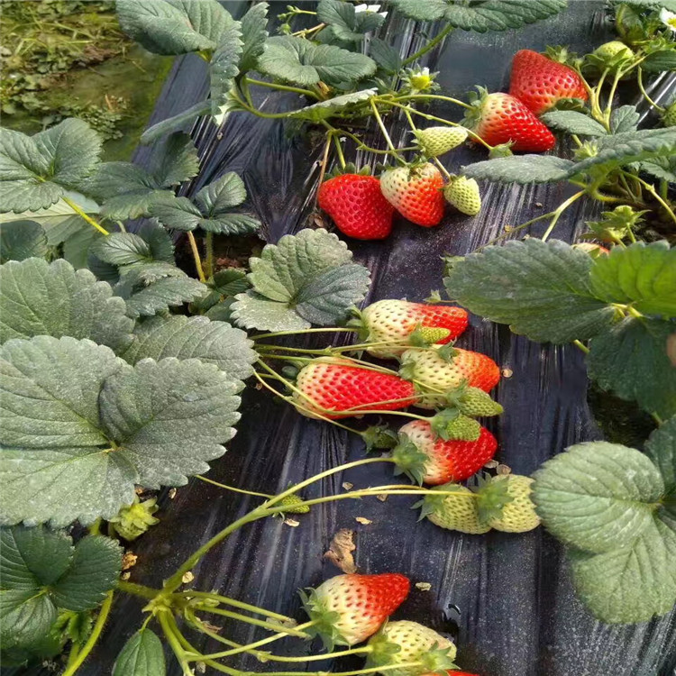 白草莓苗、白草莓苗品种