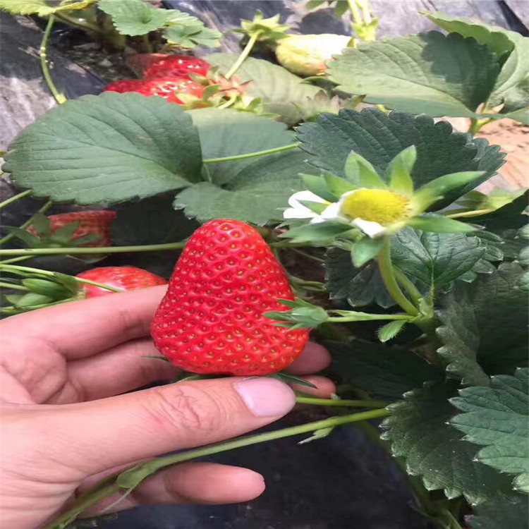 求购红实美草莓苗价格、求购红实美草莓苗基地