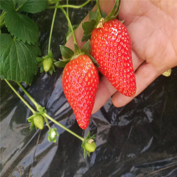 白雪公主草莓苗批发基地、2020年白雪公主草莓苗价格及报价