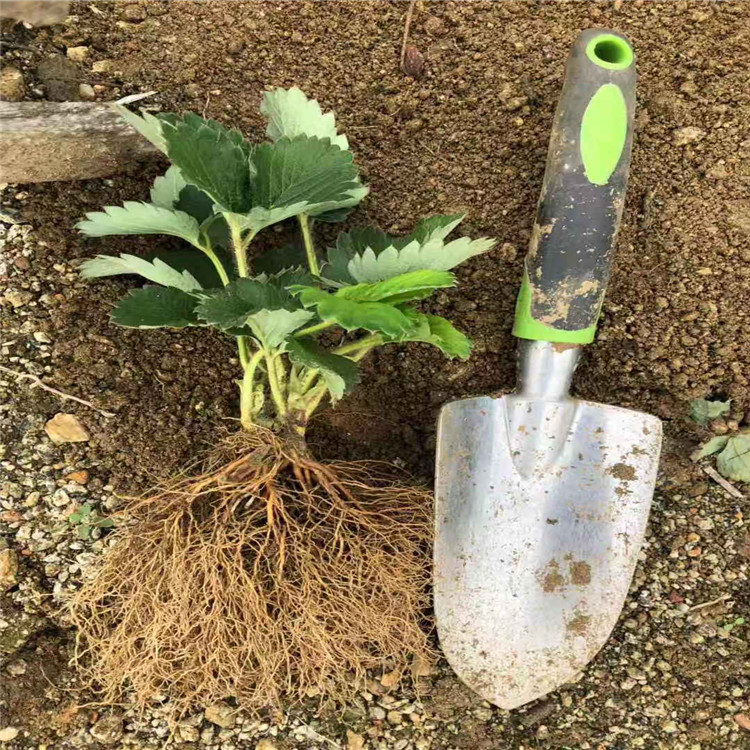 出售颊丰草莓苗、颊丰草莓苗基地