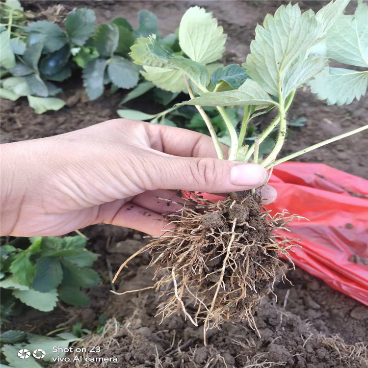 出售粉红公主草莓苗、粉红公主草莓苗基地