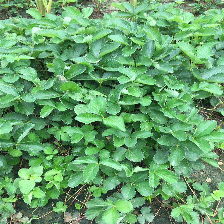 冬香草莓苗价格、冬香草莓苗基地