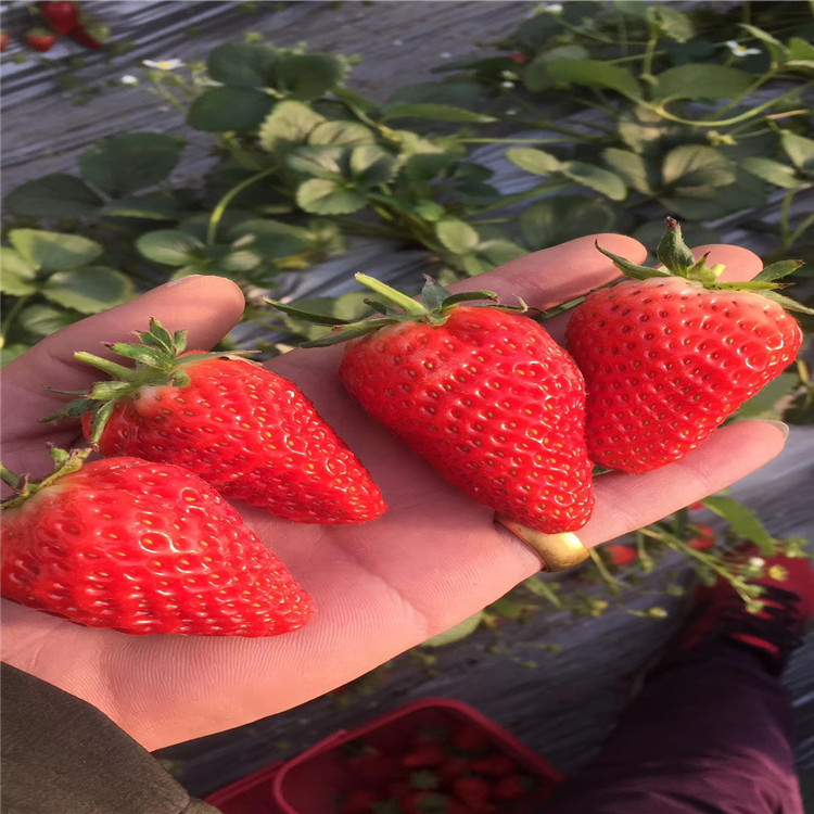 大白草莓苗报价、2020年大白草莓苗价格