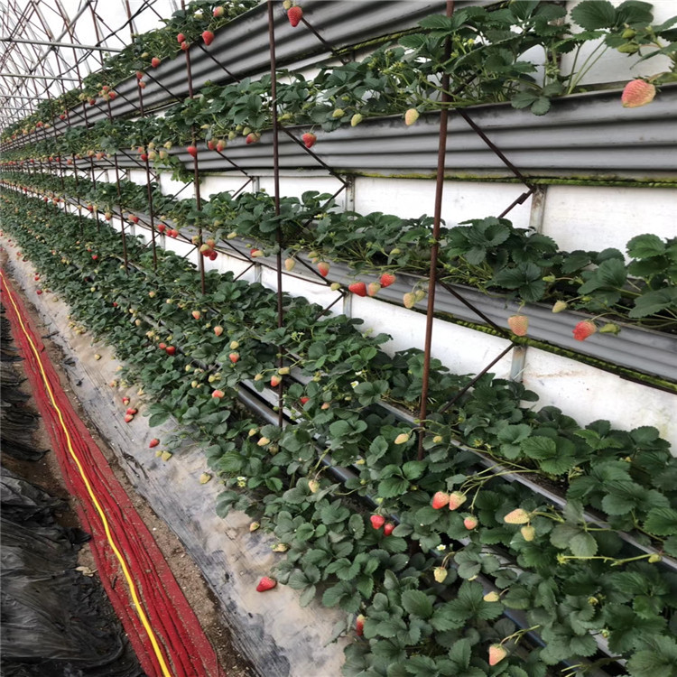 达赛莱克特草莓苗批发价格、达赛莱克特草莓苗基地及报价