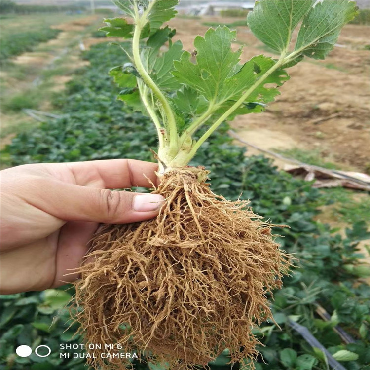 冬香草莓苗价格、冬香草莓苗基地