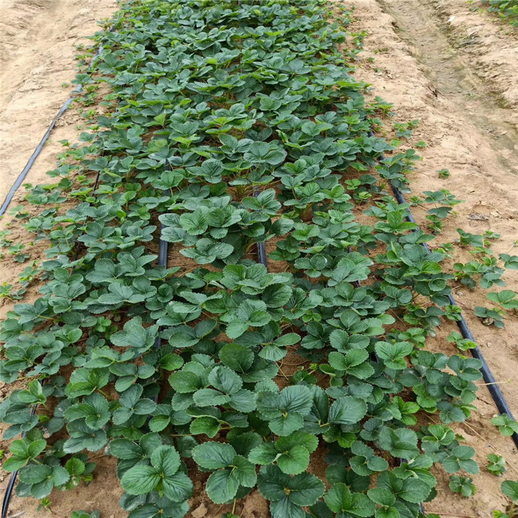 大棚卡麦罗莎草莓苗新品种、大棚卡麦罗莎草莓苗价格及基地