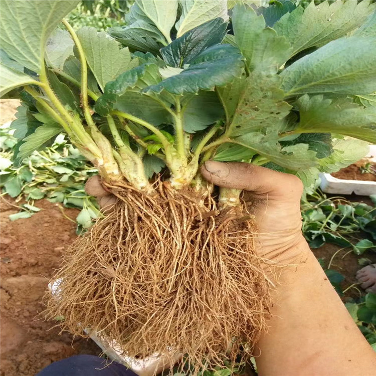 红夏草莓苗、红夏草莓苗价格