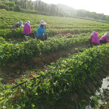 批发吐德拉草莓苗、批发吐德拉草莓苗基地