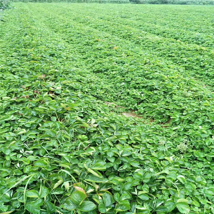 贵妃草莓苗价格、贵妃草莓苗基地