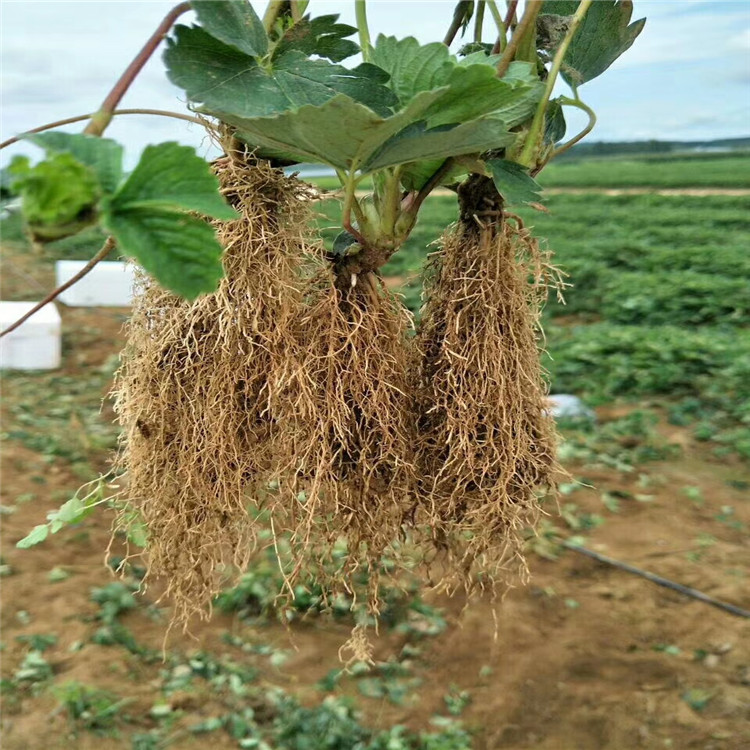 批发白草莓苗、白草莓苗价格